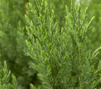 Juniperus chin.'Stricta'