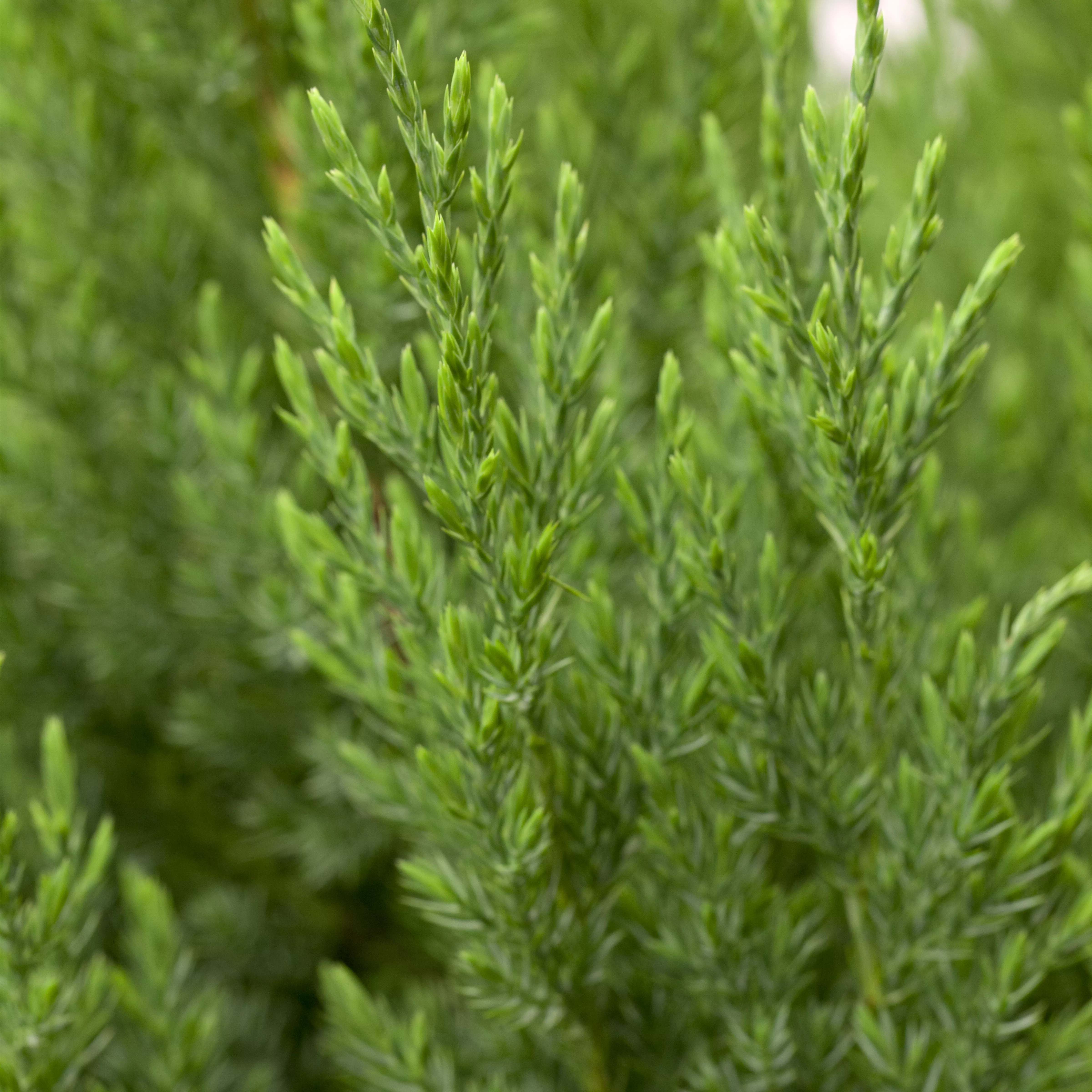 Juniperus chin.'Stricta'