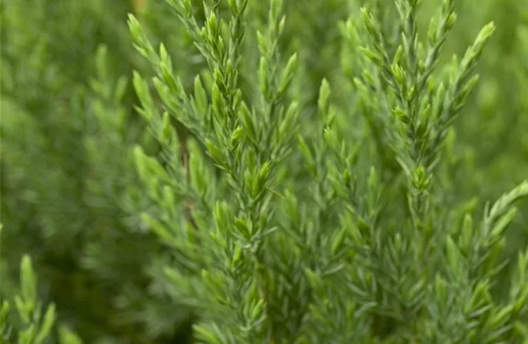 Juniperus chin.'Stricta'