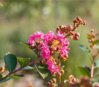 Lagerstroemia indica 'Hopi'