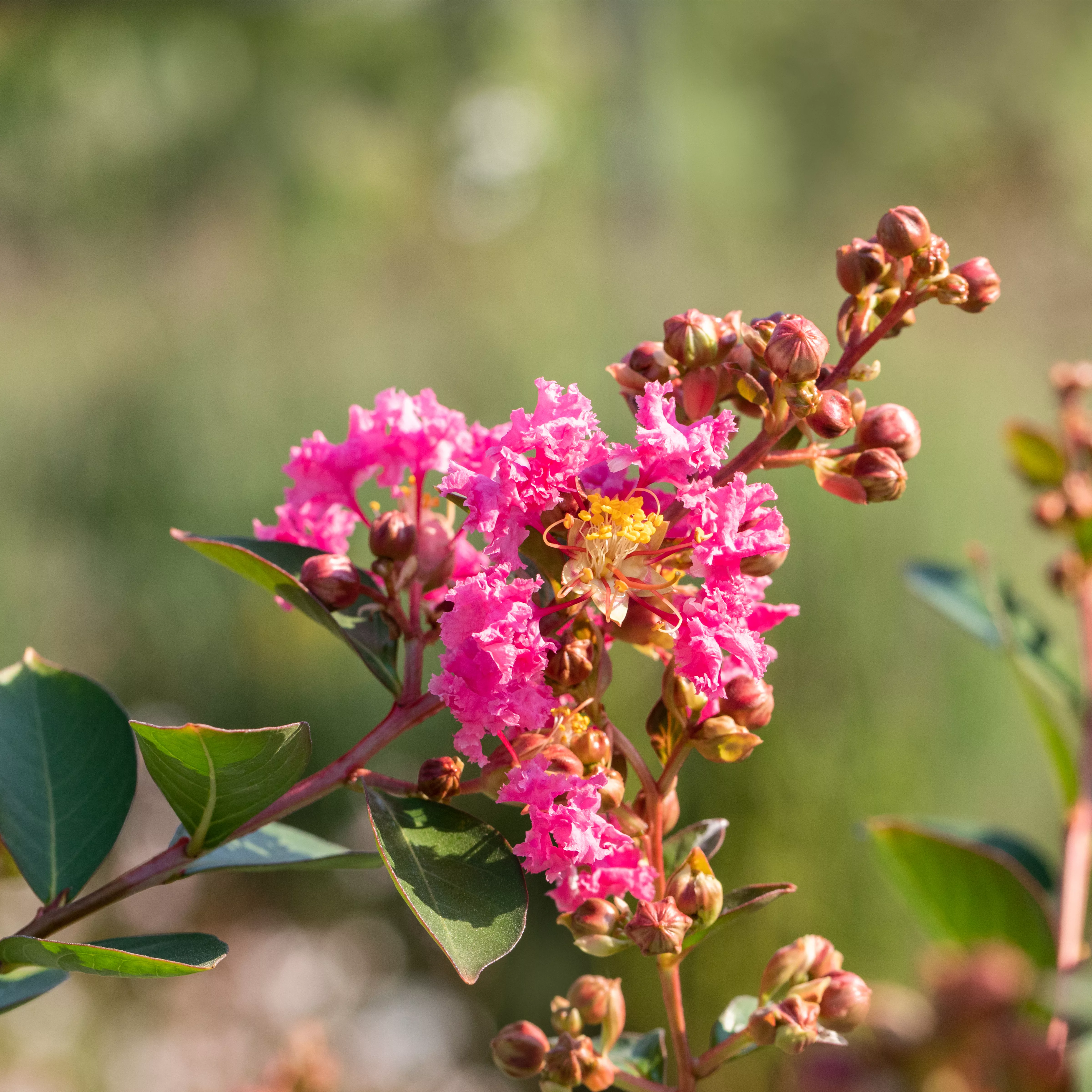 Lagerstroemia indica 'Hopi'