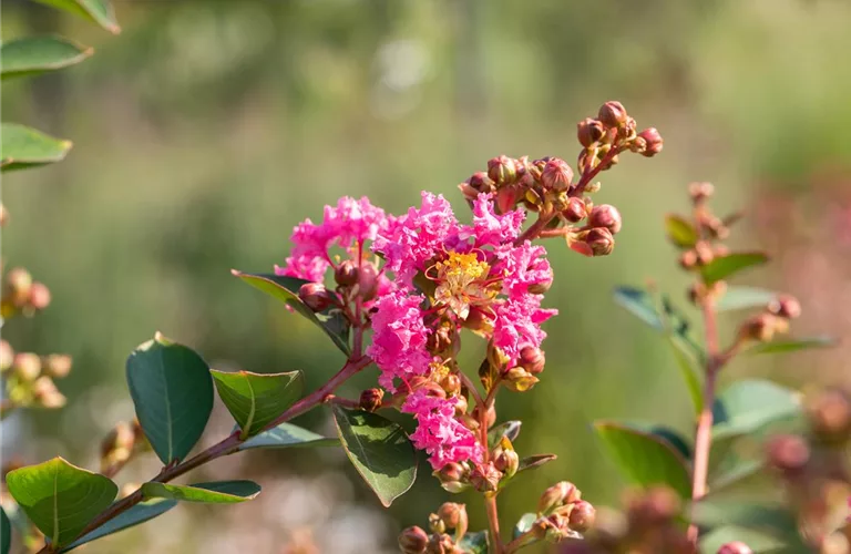 Lagerstroemia indica 'Hopi'