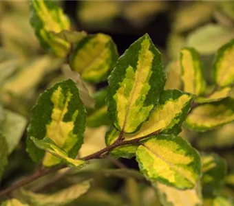 Elaeagnus ebbingei 'Limelight'