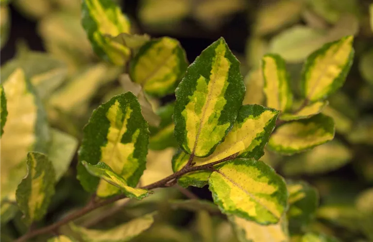 Elaeagnus ebbingei 'Limelight'