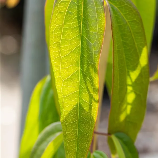 Clematis armandii 'Apple Blossom'