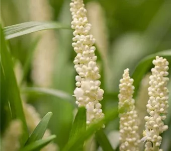 Liriope muscari 'Monroe White'