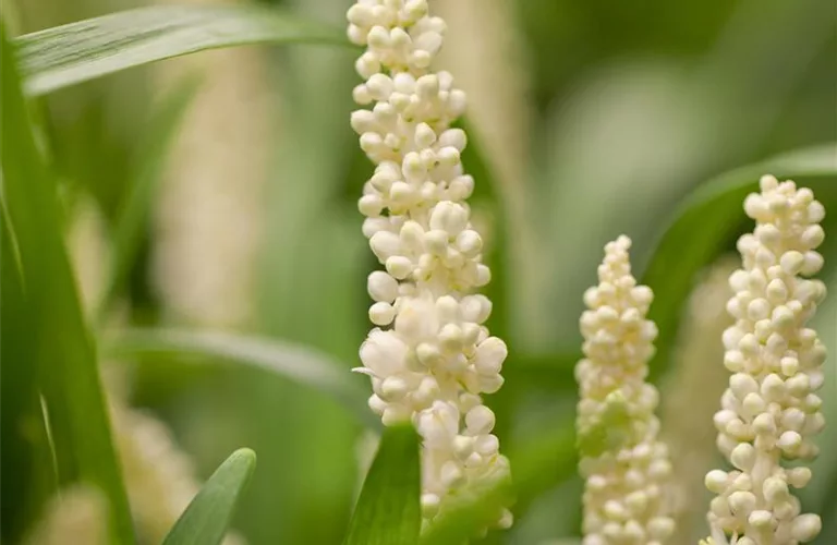 Liriope muscari 'Monroe White'