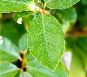 Elaeagnus ebbingei 'Compacta'