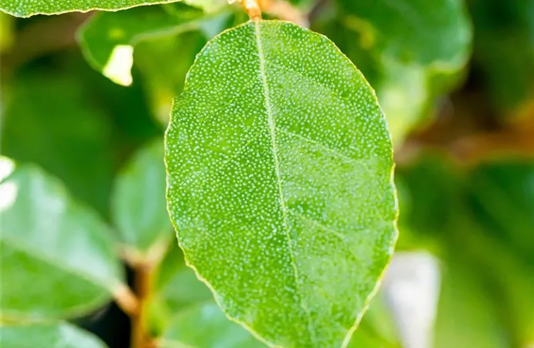 Elaeagnus ebbingei 'Compacta'