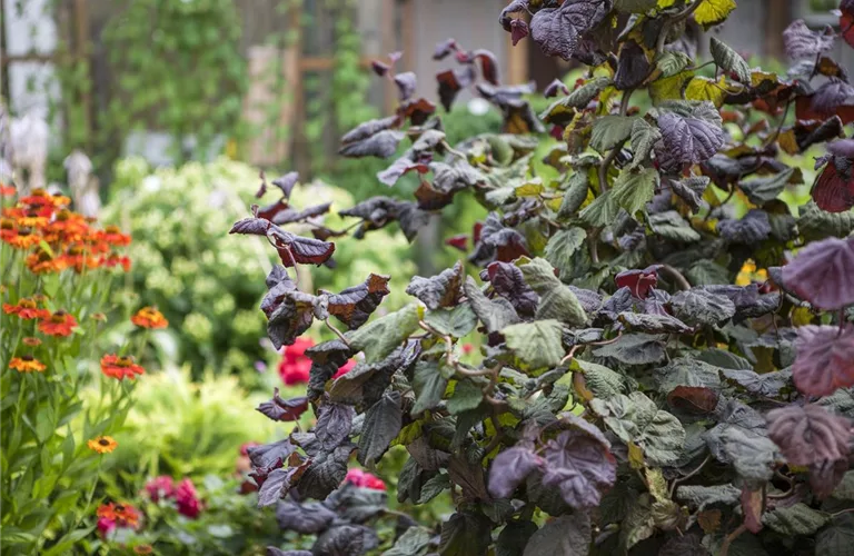 Corylus maxima 'Red Majestic' -S-