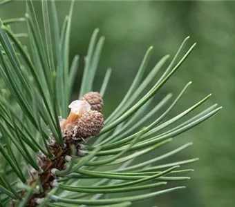 Pinus uncinata 'La Cabana'