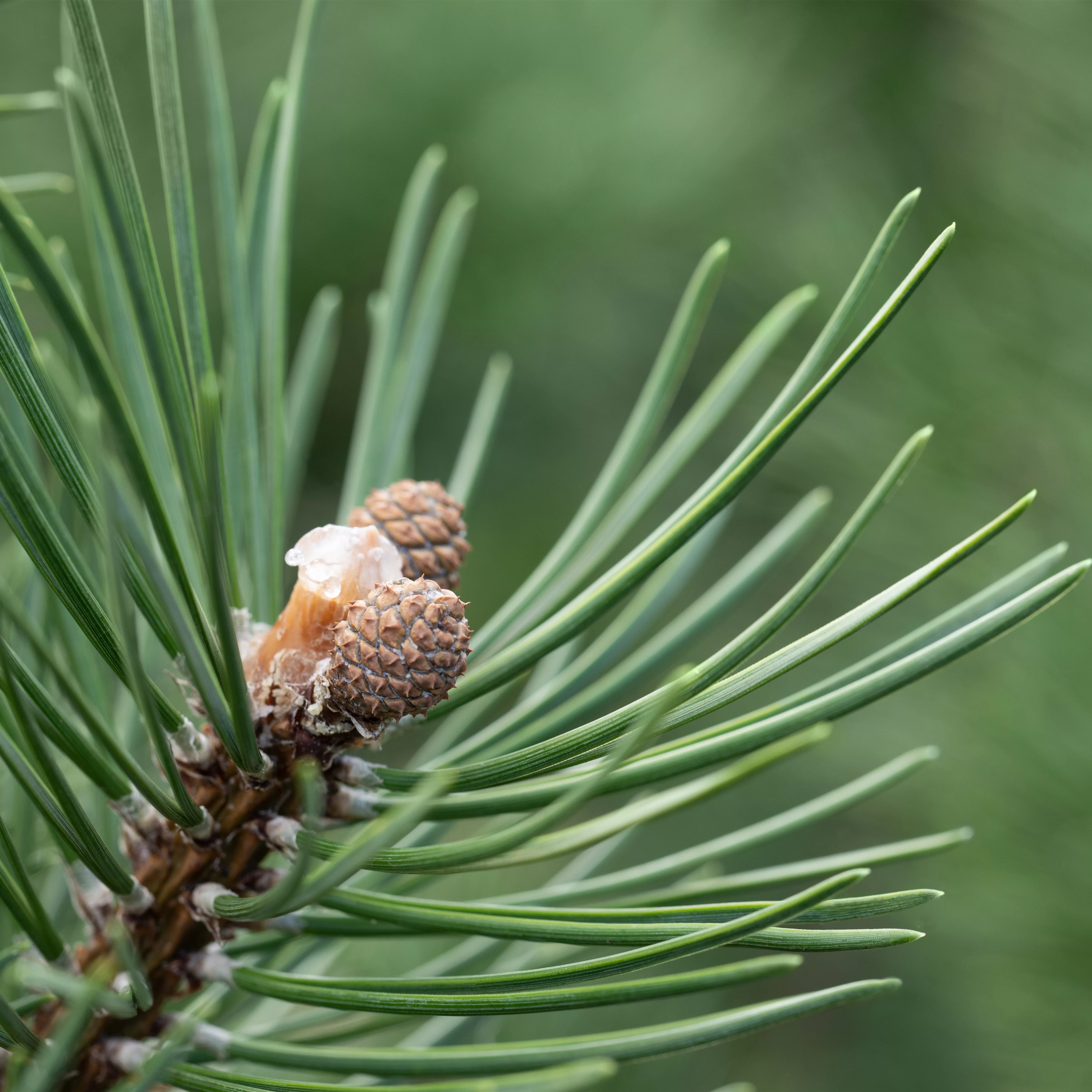 Pinus uncinata 'La Cabana'