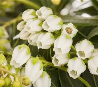 Pieris japonica 'Sarabande'