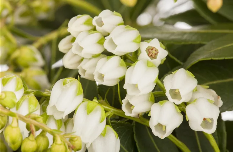 Pieris japonica 'Sarabande'