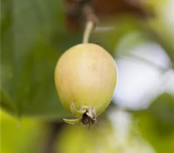 Malus 'John Downie'