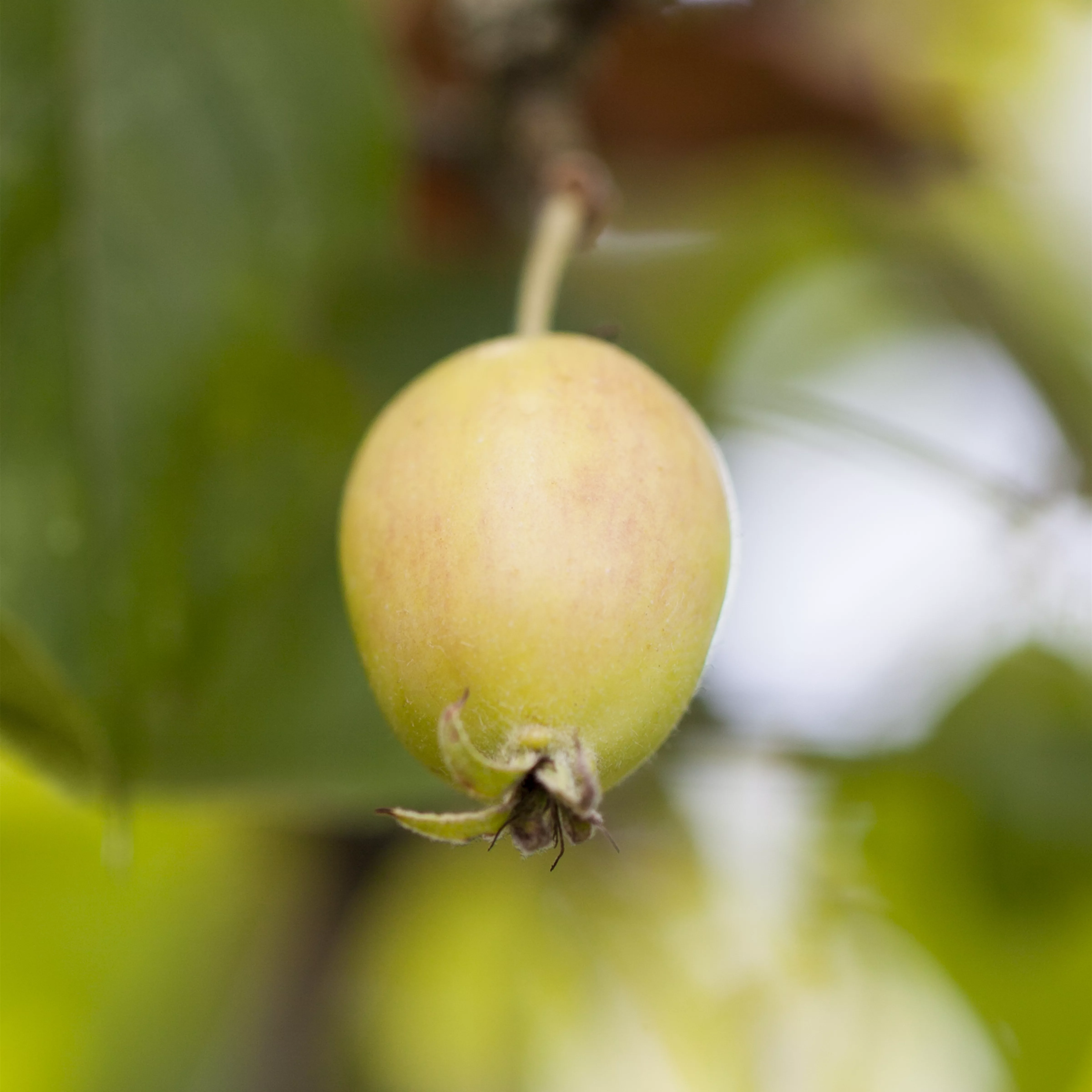 Malus 'John Downie'