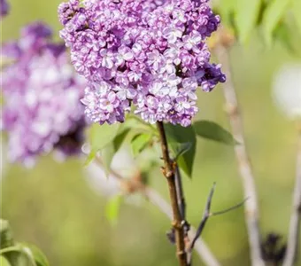 Syringa vulg.'Prince Wolkonsky'