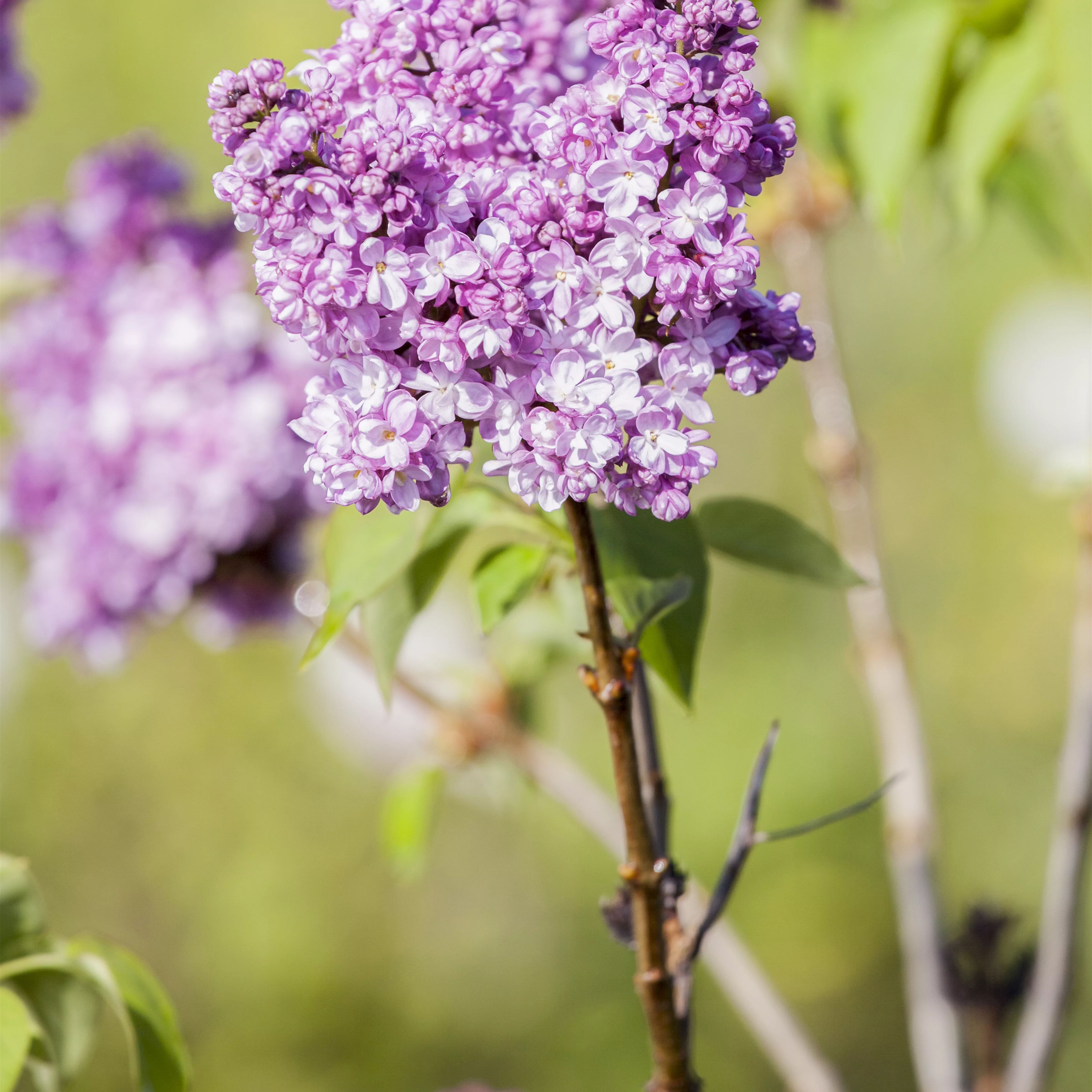 Syringa vulg.'Prince Wolkonsky'