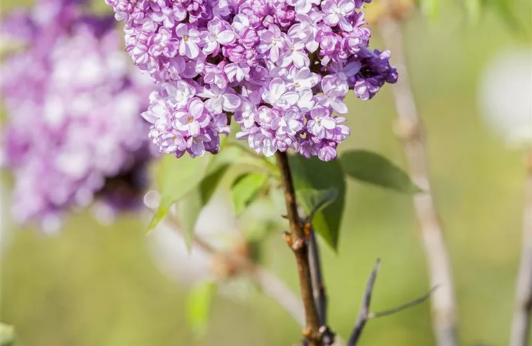 Syringa vulg.'Prince Wolkonsky'