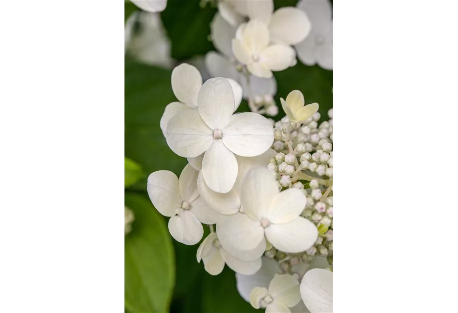 Tellerhortensie 'Teller White'