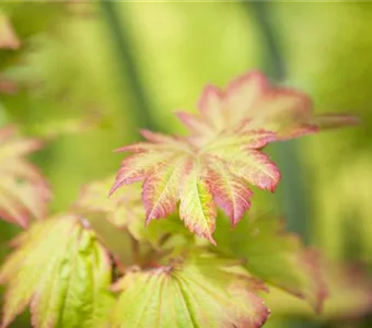 Acer japonicum 'Vitifolium'