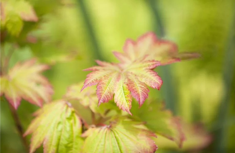 Acer japonicum 'Vitifolium'