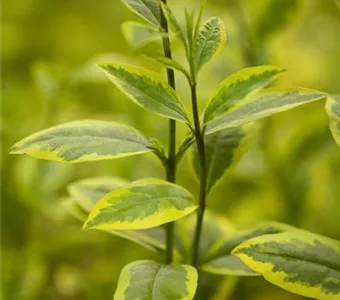 Ligustrum ovalifolium 'Aureum'