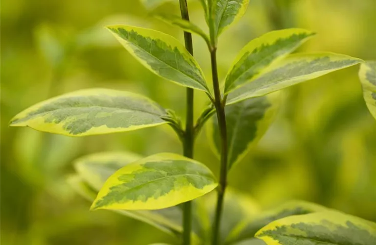 Ligustrum ovalifolium 'Aureum'