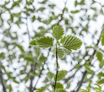 Sorbus intermedia 'Brouwers'