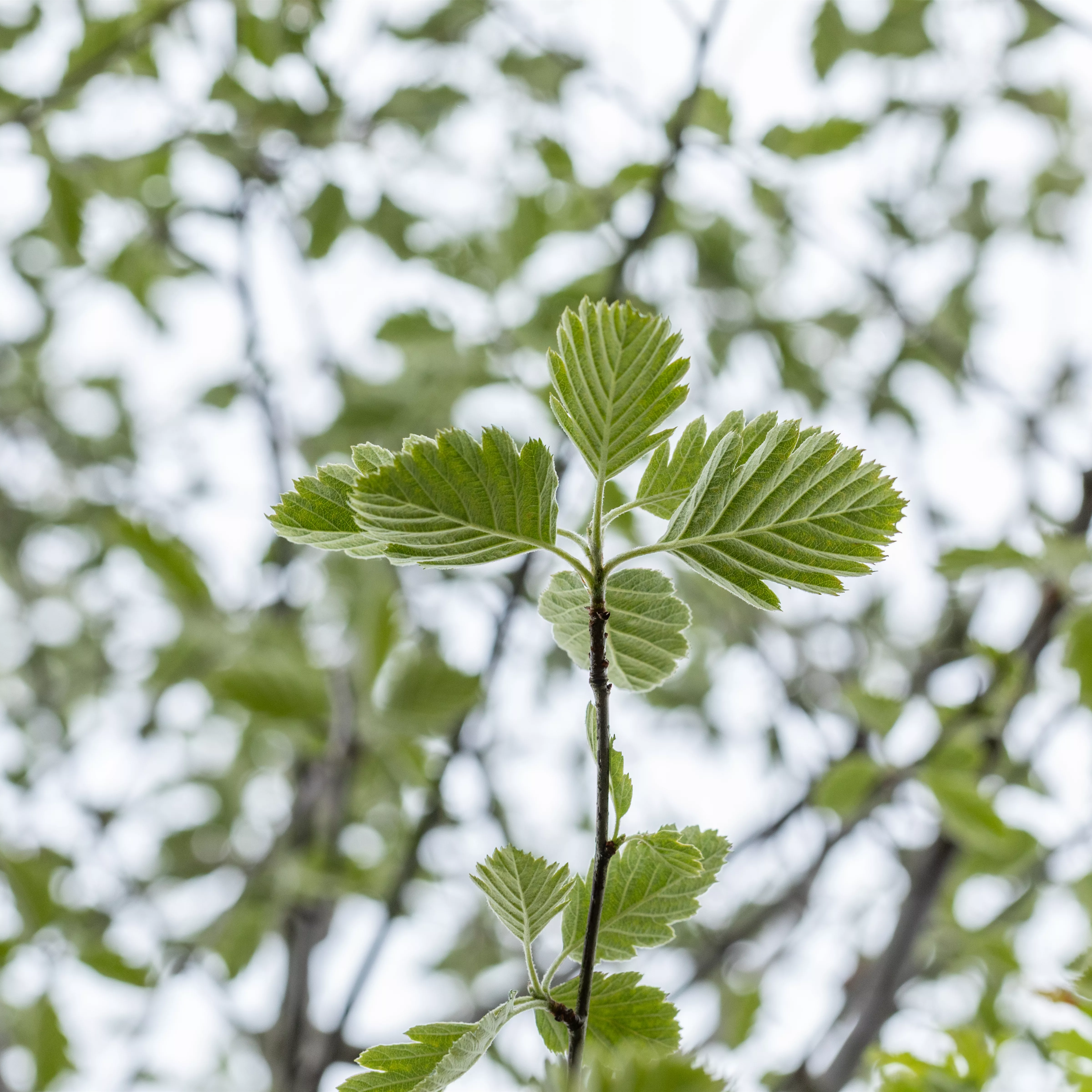 Sorbus intermedia 'Brouwers'