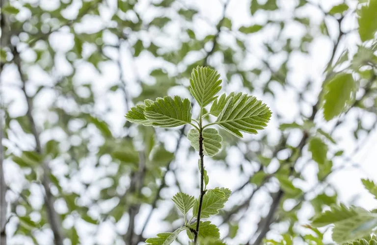 Sorbus intermedia 'Brouwers'