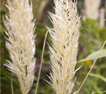 Cortaderia selloana 'Golden Comet'