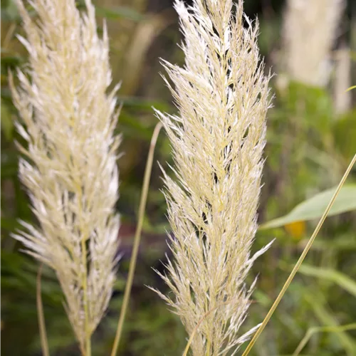 Cortaderia selloana 'Golden Comet'