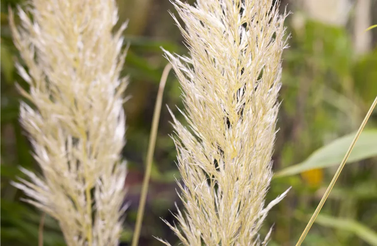 Cortaderia selloana 'Golden Comet'