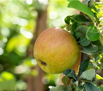 Malus 'Goldparmäne' CAC