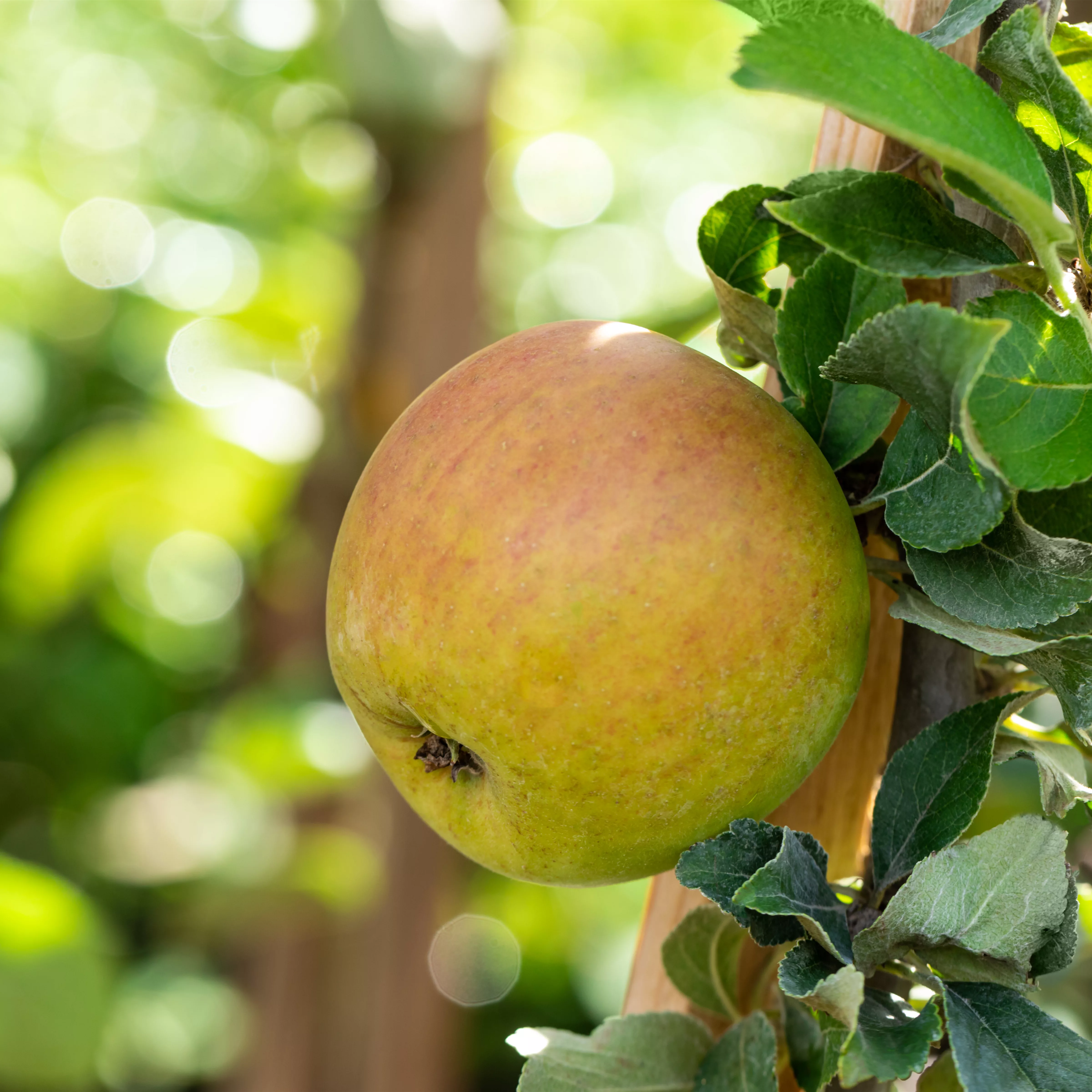 Malus 'Goldparmäne' CAC