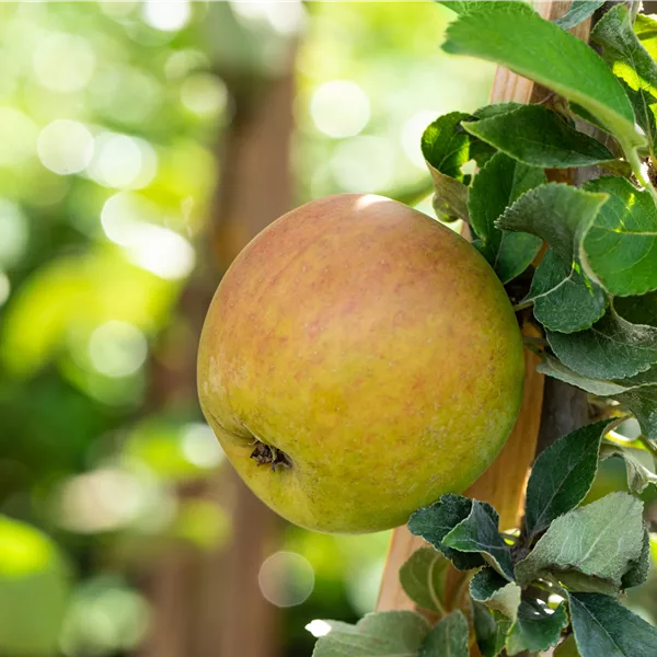 Malus 'Goldparmäne' CAC