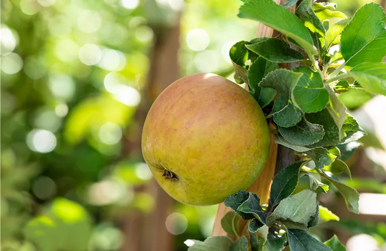 Malus 'Goldparmäne' CAC