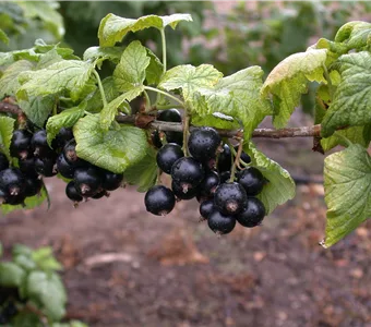 Ribes nigrum 'Tsema'