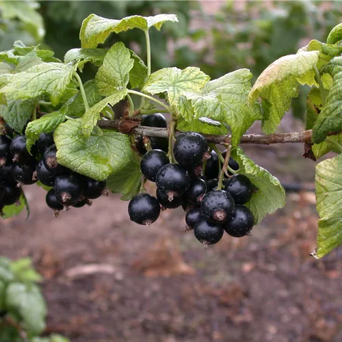 Ribes nigrum 'Tsema'