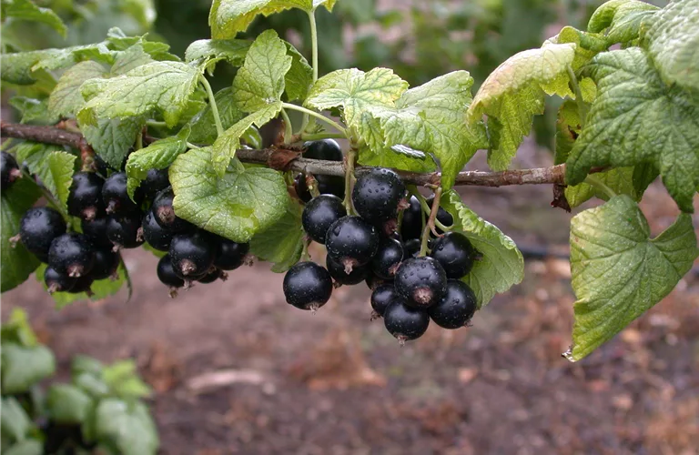 Ribes nigrum 'Tsema'