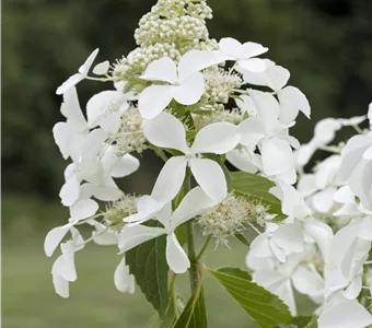 Hydrangea paniculata 'Kyushu'