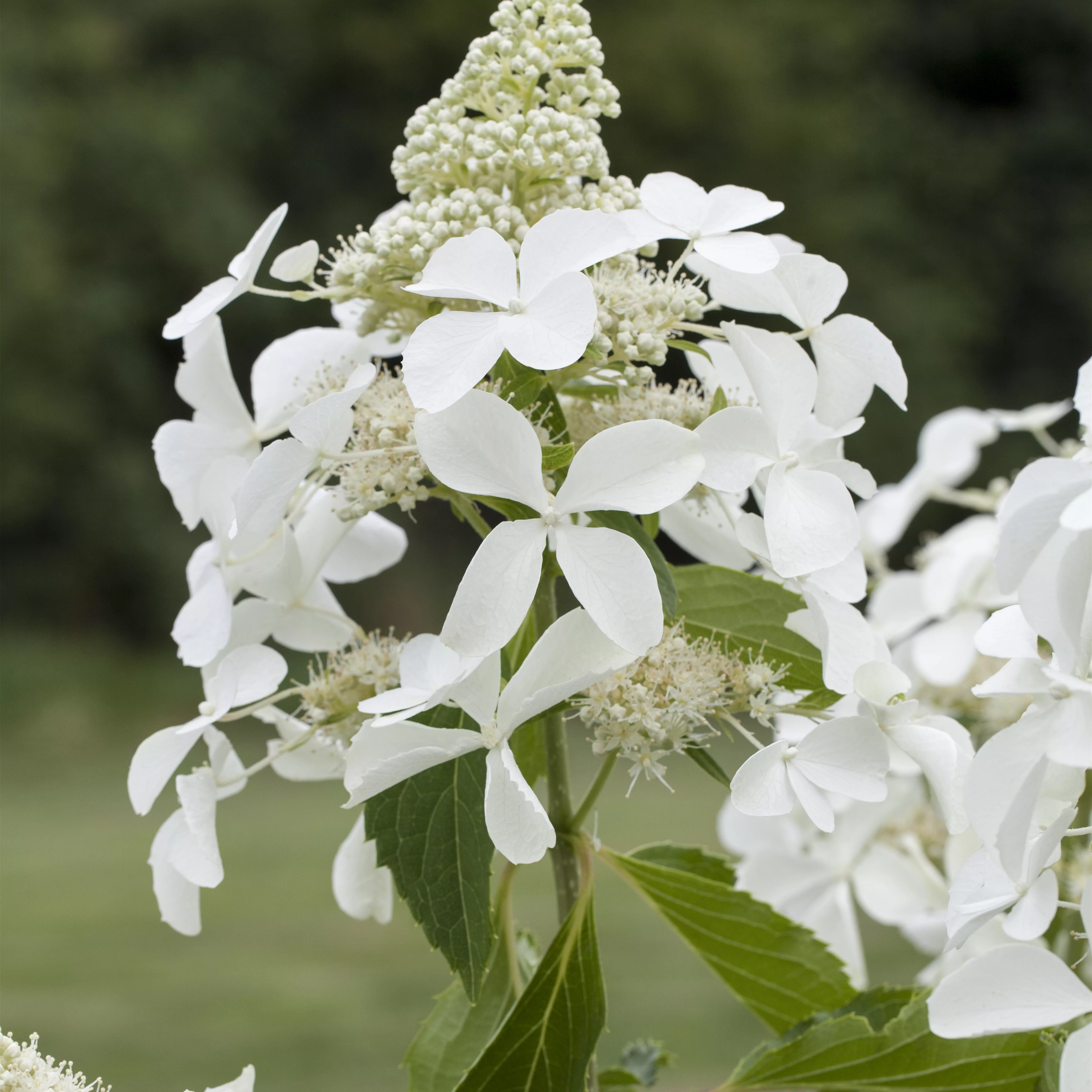 Hydrangea paniculata 'Kyushu'