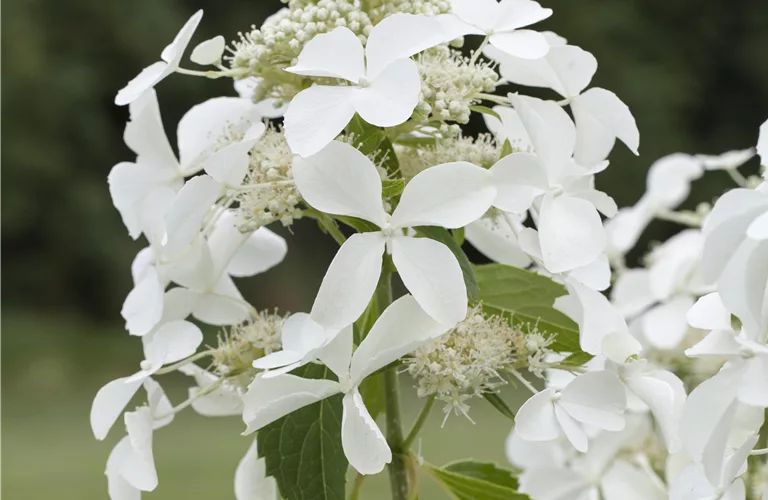 Hydrangea paniculata 'Kyushu'