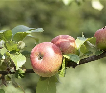 Malus 'Roter James Grieve' CAC