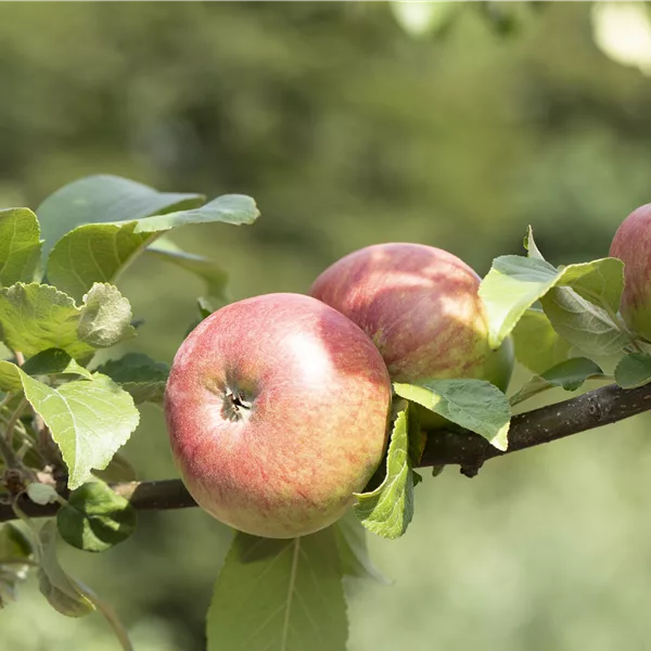 Malus 'Roter James Grieve' CAC