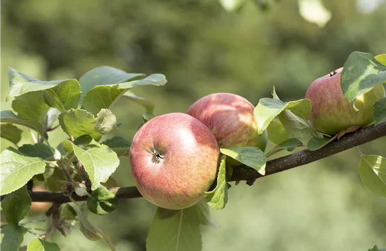 Malus 'Roter James Grieve' CAC