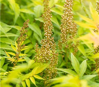 Sorbaria sorbifolia 'Sem' ®