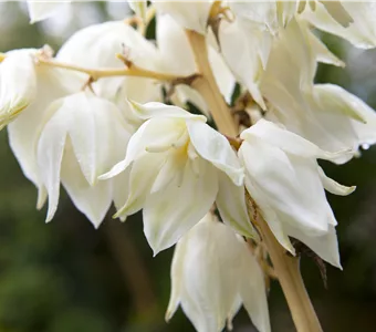 Yucca filamentosa 'Color Guard'