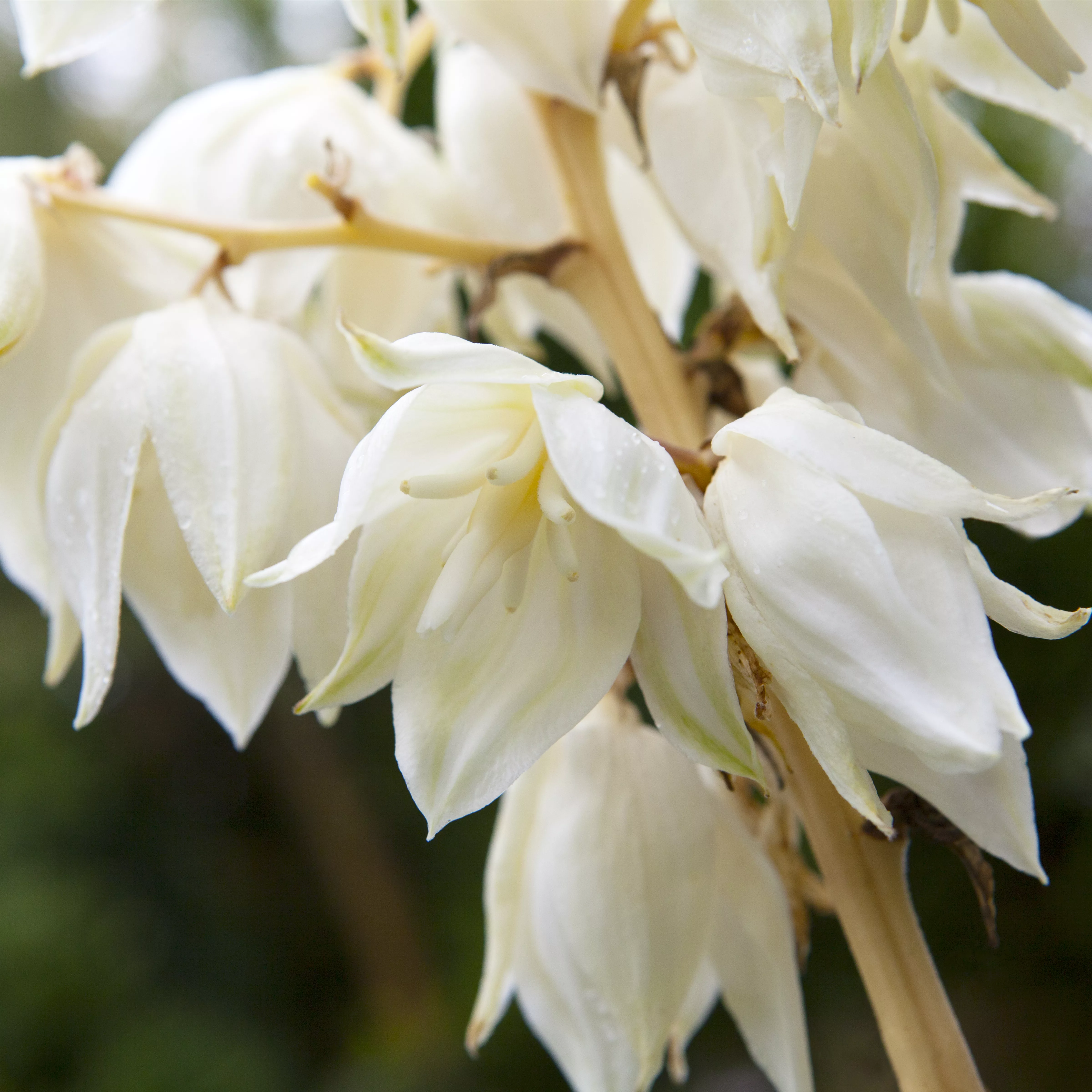 Yucca filamentosa 'Color Guard'